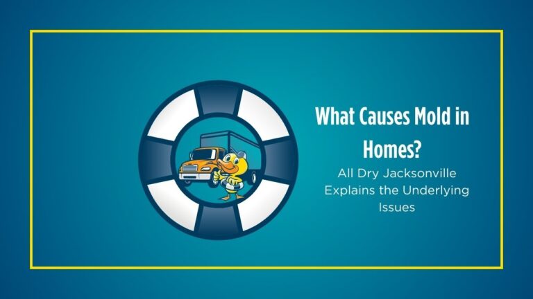 What Causes Mold in Homes? | All Dry Jacksonville Explains the Underlying Issues