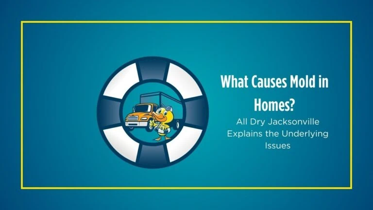 What Causes Mold in Homes? | All Dry Jacksonville Explains the Underlying Issues
