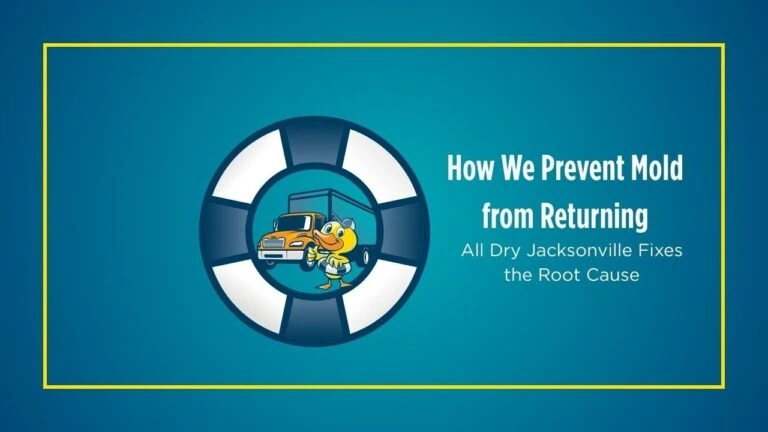 How We Prevent Mold from Returning | All Dry Jacksonville Fixes the Root Cause
