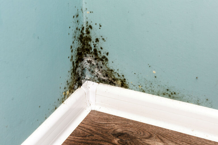 Searching for Mold Remediation Near Me? Here’s What You Need to Know