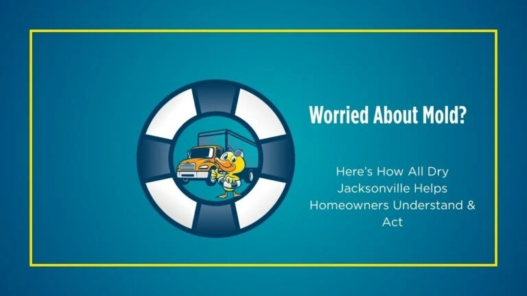 Worried About Mold? Here’s How All Dry Jacksonville Helps Homeowners Understand & Act